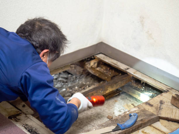 Professional Mold Removal in Wurtland, KY
