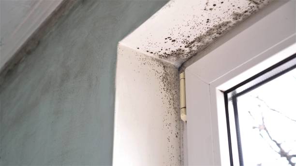 Mold Testing and Removal in Wurtland, KY