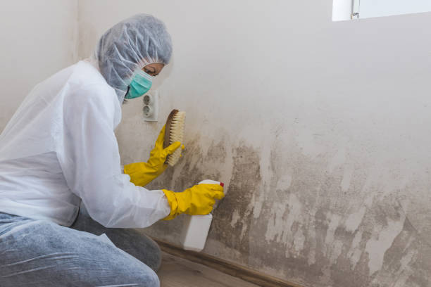Best Attic Mold Removal  in Wurtland, KY