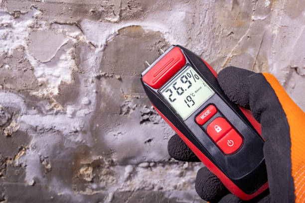 Best Commercial Mold Removal  in Wurtland, KY