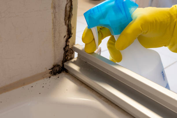 Best Certified Mold Removal  in Wurtland, KY