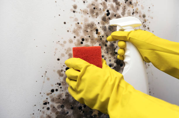 Best Emergency Mold Removal  in Wurtland, KY