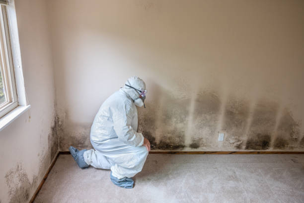 Best Mold Testing and Removal  in Wurtland, KY