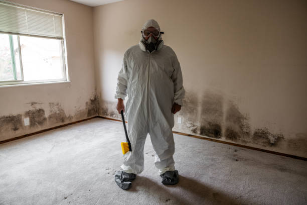 Best Affordable Mold Removal  in Wurtland, KY