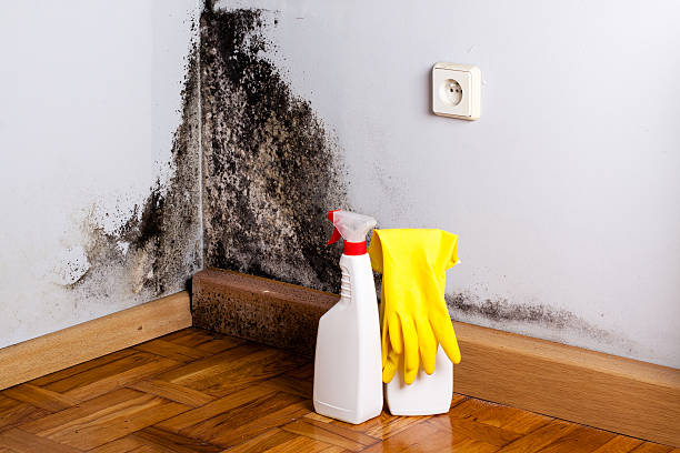 Best Mold Removal and Inspection  in Wurtland, KY