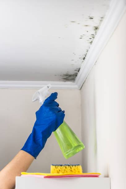 Best Certified Mold Removal  in Wurtland, KY